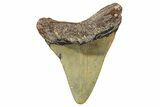 Juvenile Megalodon Tooth - North Carolina #359050-1
